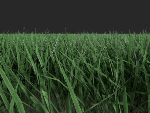 3D Grass Lawn Collection - 5 Varieties for Diverse Landscaping 3D-Modell