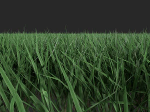 3D Grass Lawn Collection - 5 Varieties for Diverse Landscaping 3D Model