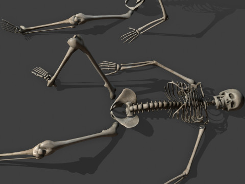 Dungeon Skeletons and Bones 3D मॉडल