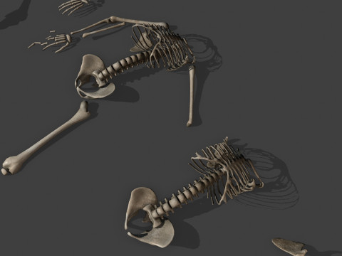 Dungeon Skeletons and Bones 3D मॉडल