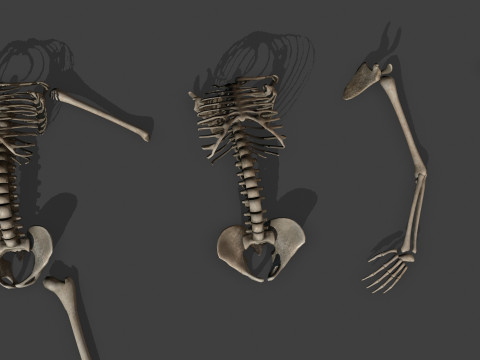 Dungeon Skeletons and Bones 3D मॉडल