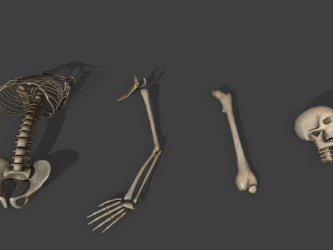 Dungeon Skeletons and Bones 3D मॉडल