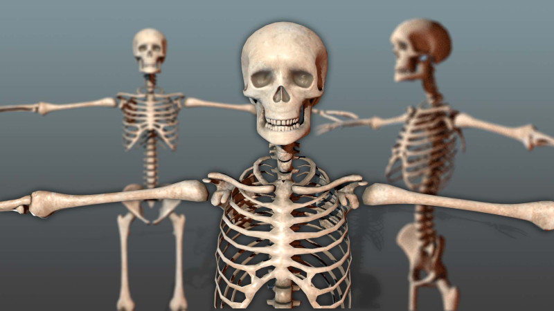 Realistic Human Skeleton Modelo 3D .c4d .max .obj .3ds .fbx .stl .blend 