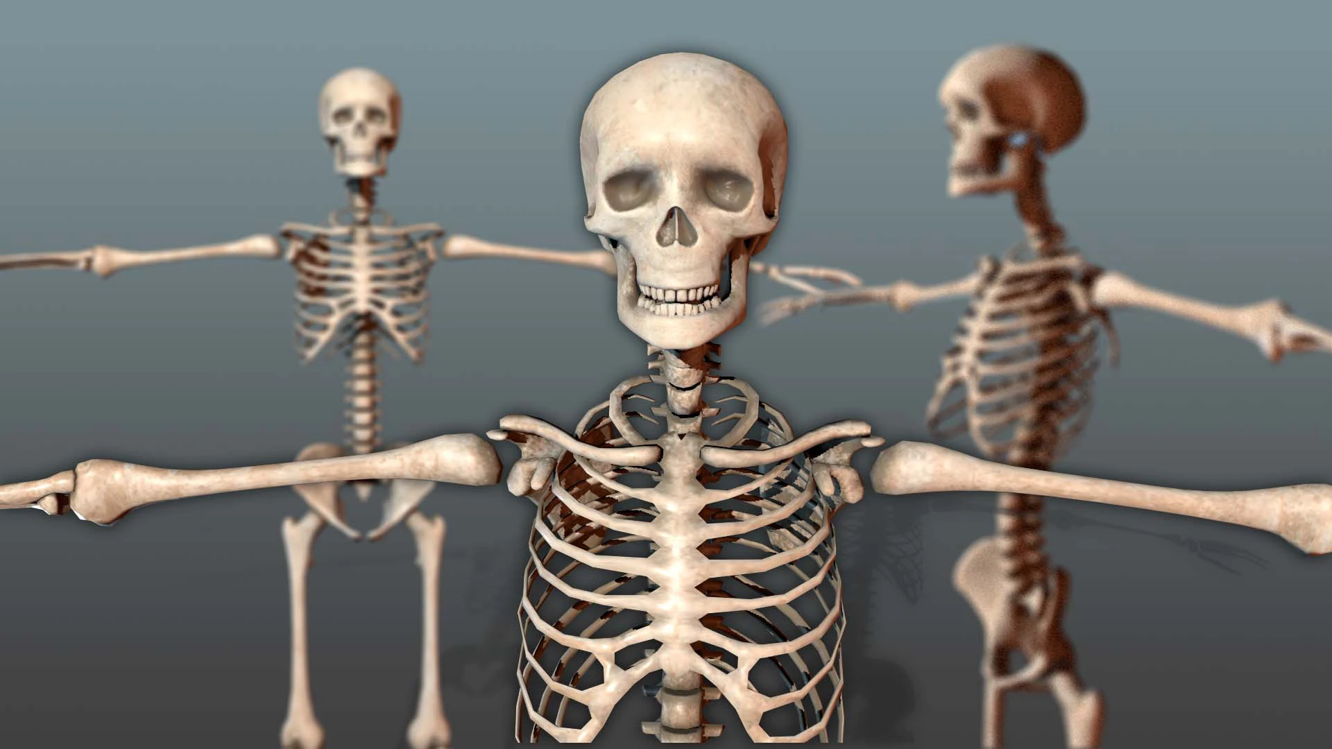 Realistic Human Skeleton 3D Model .c4d .max .obj .3ds .fbx .stl .blend 