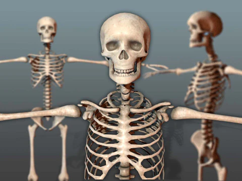 Esqueleto humano realista Modelo 3D