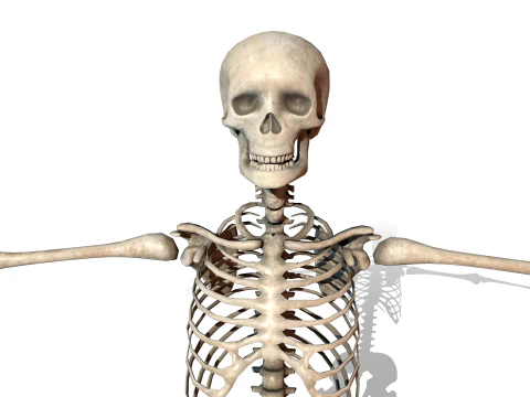 Realistic Human Skeleton 3D Model