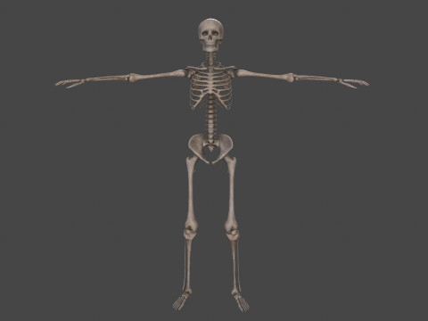 Realistic Human Skeleton Modelo 3D