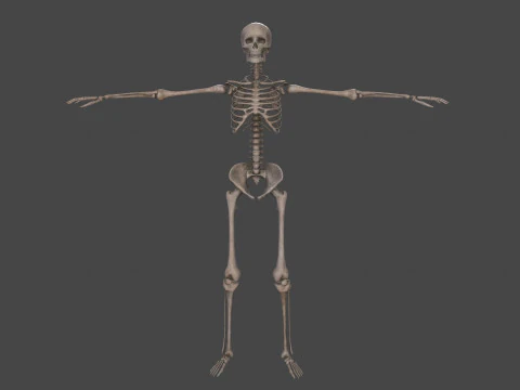 Realistic Human Skeleton 3D Model