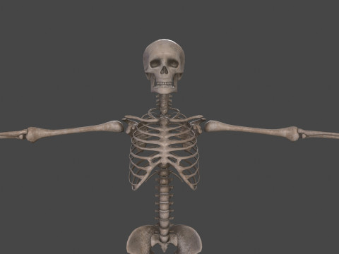 Realistic Human Skeleton Modelo 3D