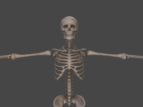 Realistic Human Skeleton 3D Model