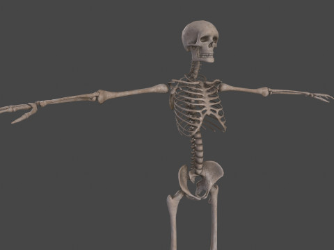 Realistic Human Skeleton Modelo 3D