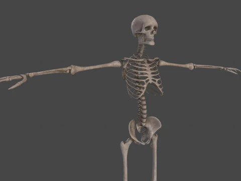 Realistic Human Skeleton 3D Model