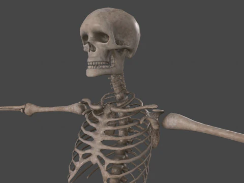 Realistic Human Skeleton 3D Model