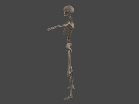 Realistic Human Skeleton 3D Model