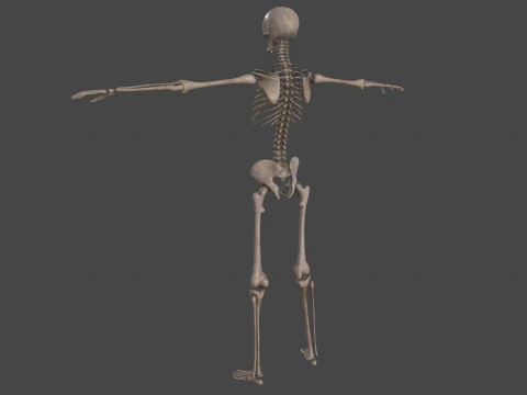 Realistic Human Skeleton 3D Model