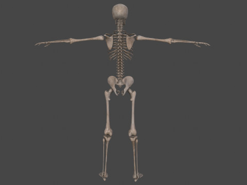 Realistic Human Skeleton Modelo 3D