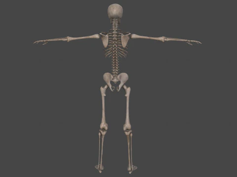 Realistic Human Skeleton 3D Model