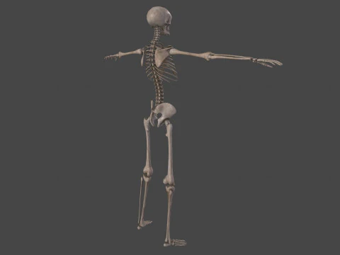 Realistic Human Skeleton 3D Model