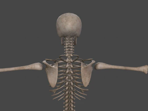 Realistic Human Skeleton 3D Model
