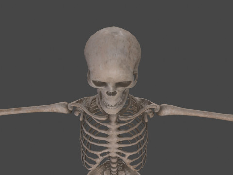 Realistic Human Skeleton Modelo 3D