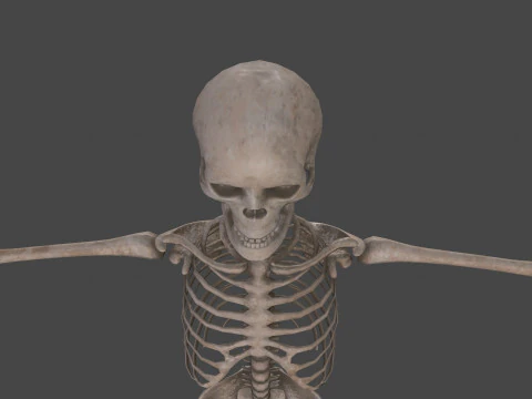 Realistic Human Skeleton 3D Model
