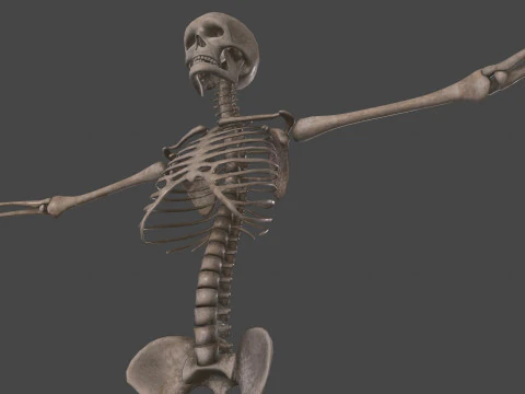 Realistic Human Skeleton 3D Model