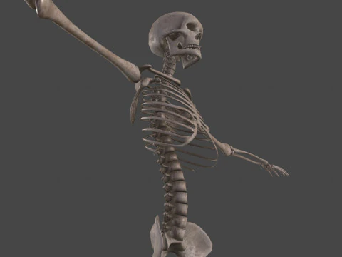 Realistic Human Skeleton 3D Model