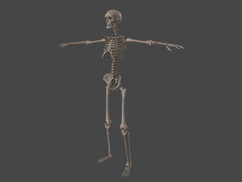 Realistic Human Skeleton 3D Model