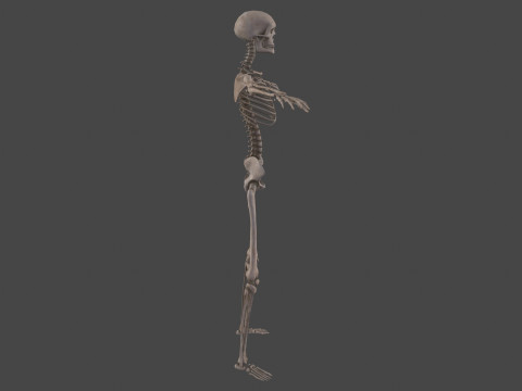 Realistic Human Skeleton Modelo 3D