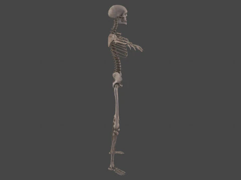 Realistic Human Skeleton 3D Model