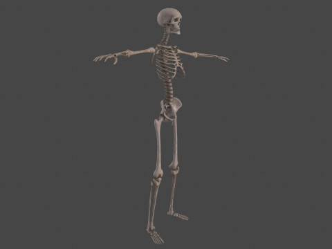 Realistic Human Skeleton Modelo 3D