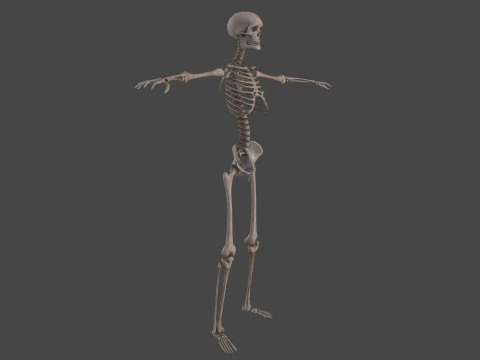Realistic Human Skeleton 3D Model