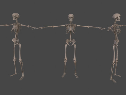 Realistic Human Skeleton Modelo 3D