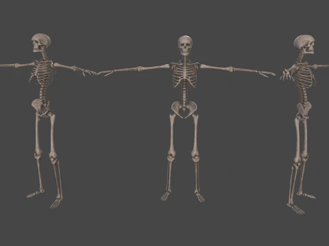 Realistic Human Skeleton 3D Model