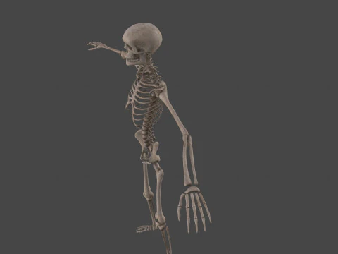 Realistic Human Skeleton 3D Model