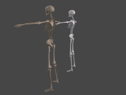Realistic Human Skeleton 3D Model