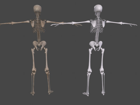 Realistic Human Skeleton Modelo 3D