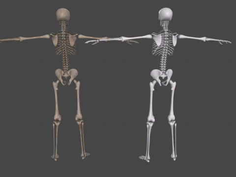 Realistic Human Skeleton 3D Model