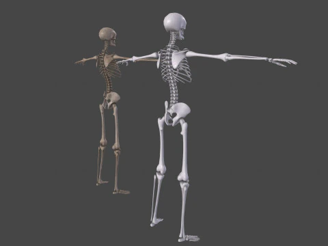 Realistic Human Skeleton 3D Model