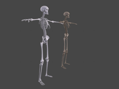 Realistic Human Skeleton Modelo 3D