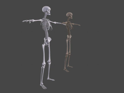 Realistic Human Skeleton 3D Model
