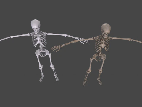 Realistic Human Skeleton 3D Model
