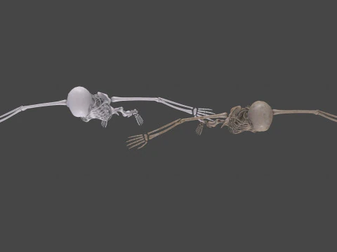 Realistic Human Skeleton 3D Model