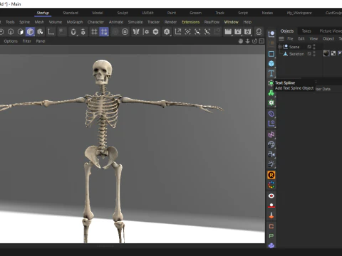 Realistic Human Skeleton 3D Model