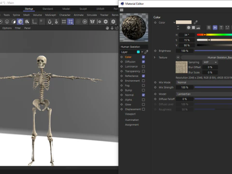 Realistic Human Skeleton 3D Model