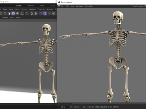Realistic Human Skeleton Modelo 3D