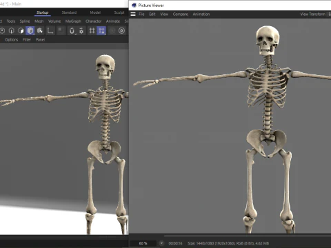Realistic Human Skeleton 3D Model