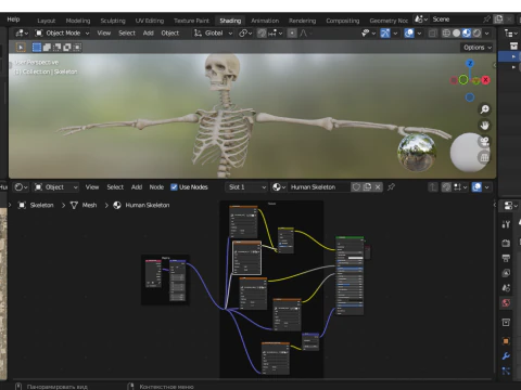 Realistic Human Skeleton 3D Model