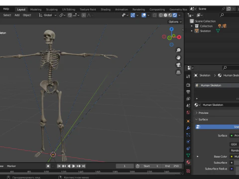 Realistic Human Skeleton 3D Model