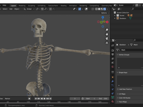 Realistic Human Skeleton Modelo 3D
